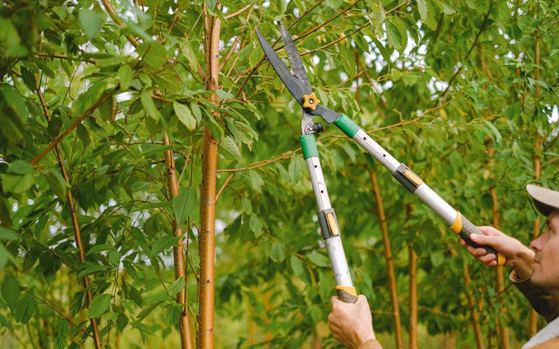 Tree trimming in Gibbon Glade, PA